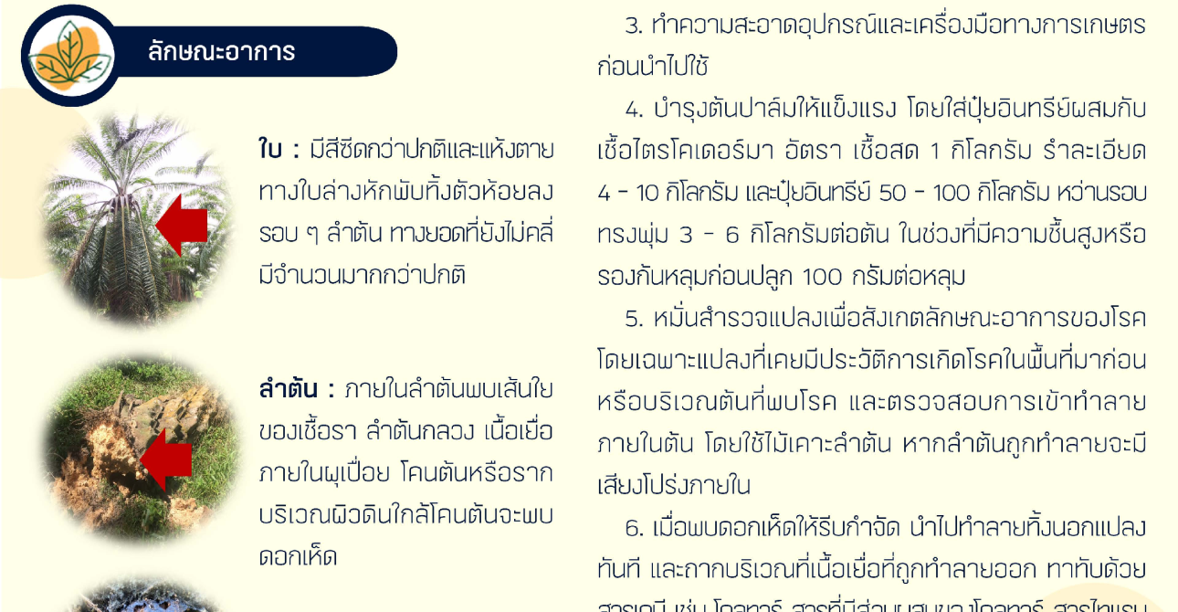 โรคลำต้นเน่าในปาล์มน้ำมัน